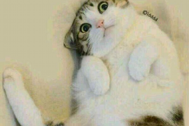 伊吾企业清欠服务